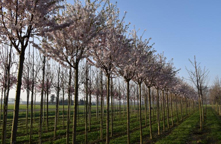 Wat is een sierboom?