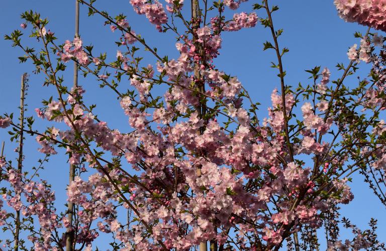 Wat is een sierboom?