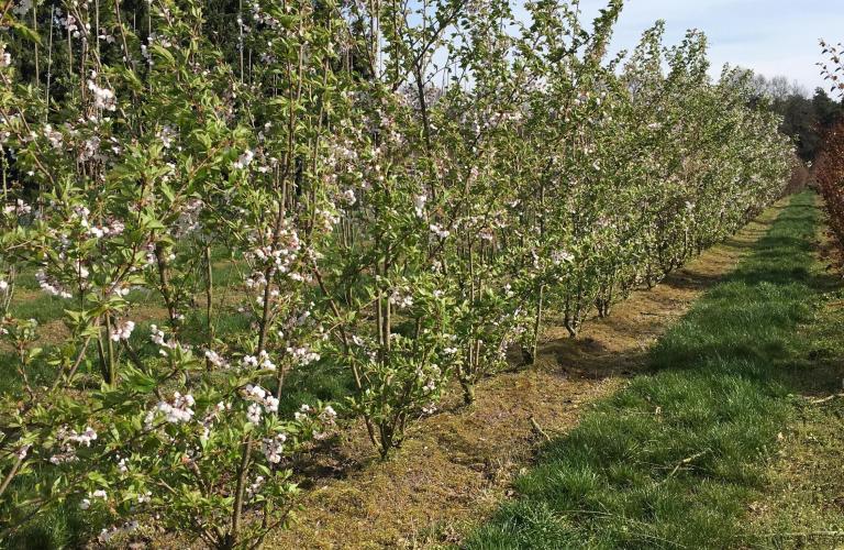 Wat is een meerstammige boom?