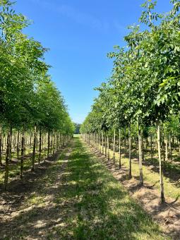 Laanbomen. Boomkwekerij Michels