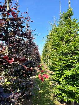 Fagus sylvatica atropunice. boomkwekerij-michels.jpeg