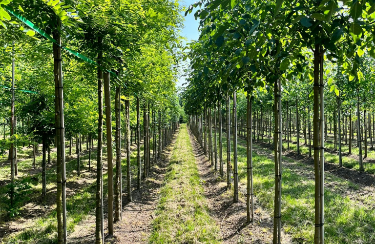 Wat is een laanboom?